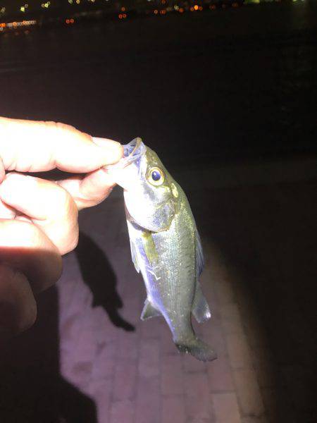 クロダイ、セイゴ、カサゴ！