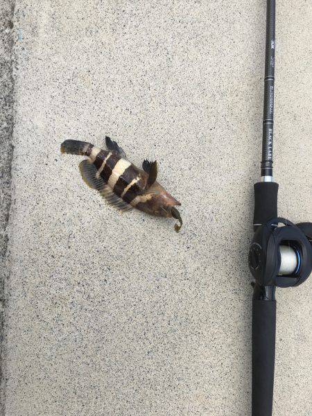 いろんな小魚釣れました