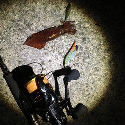 明石港近辺ケンサキ調査ᔦ˙灬˙ᔨ