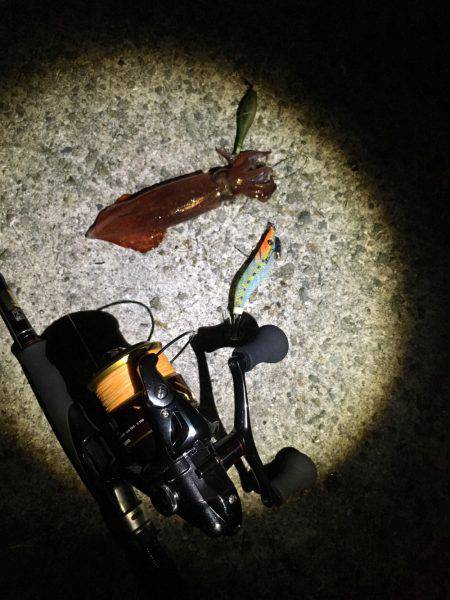 明石港近辺ケンサキ調査ᔦ˙灬˙ᔨ