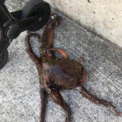 ナイト&デイ フルコース笑