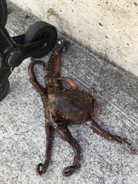 ナイト&デイ フルコース笑