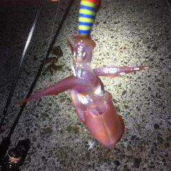 初めてのイカ釣り！