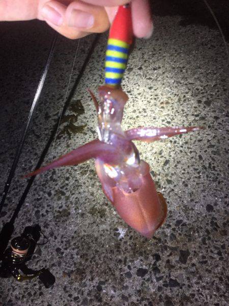 初めてのイカ釣り！