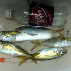 休暇明けアジング