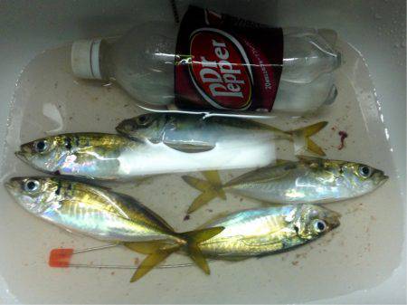 休暇明けアジング