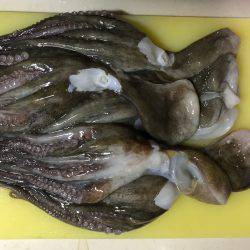 懲りずにオクトパッシング！