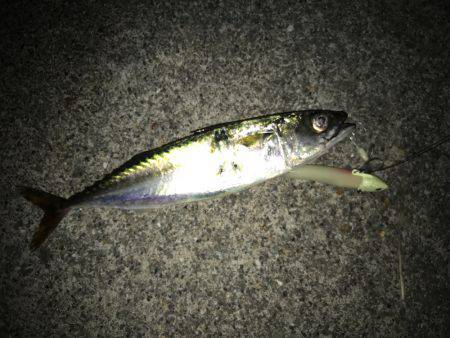 爆釣のはずが・・・