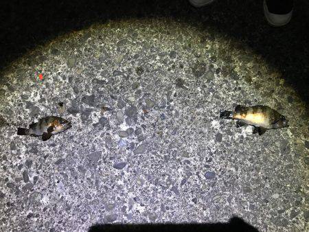 メバル釣れた！