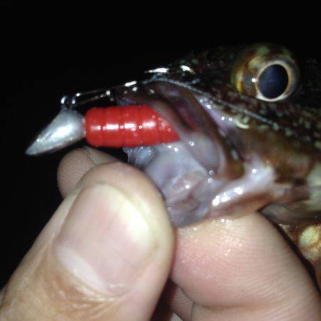 大蔵海岸でイカ釣して来ました〜＾＾