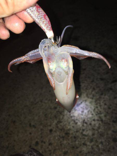 ライトエギング