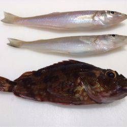 チャリコの嵐！！