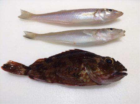 チャリコの嵐！！