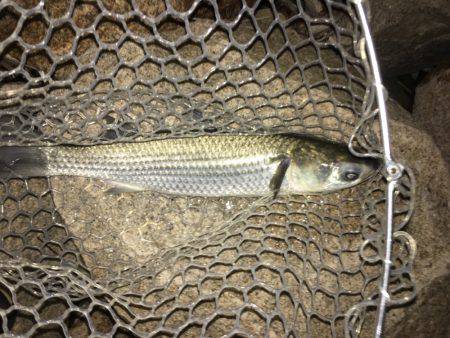 淀川ボラゲー？