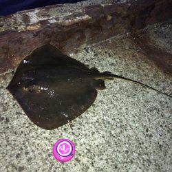 ジグサビキとジグ単ワームでアジング