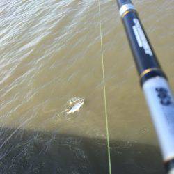 キビレは釣れる