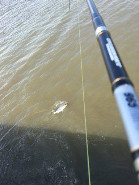 キビレは釣れる