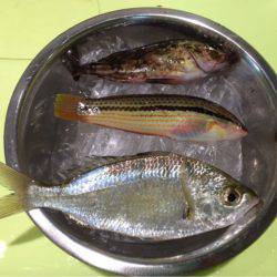 デートフィッシング