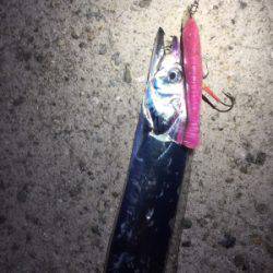 ワインドタチウオ開幕