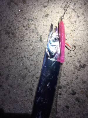 ワインドタチウオ開幕