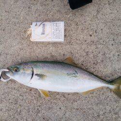 ぎりぎりハマチ(*´艸｀*)