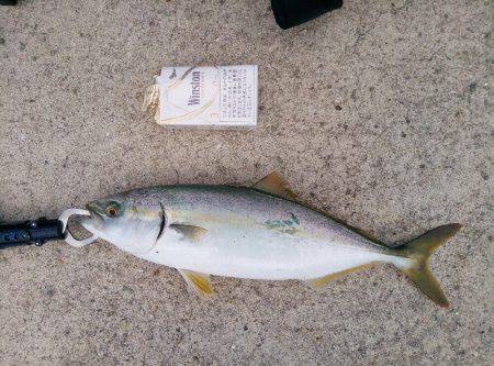 ぎりぎりハマチ(*´艸｀*)