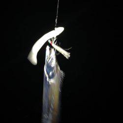 ワインドジャンキー