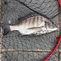 久しぶりの30㎝オーバー