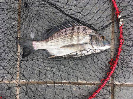 久しぶりの30㎝オーバー