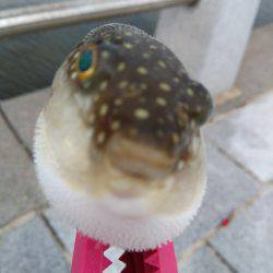 キス、マゴチからのぐ〜ふ〜