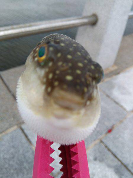 キス、マゴチからのぐ〜ふ〜