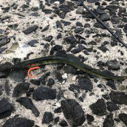 ライトな五目釣り