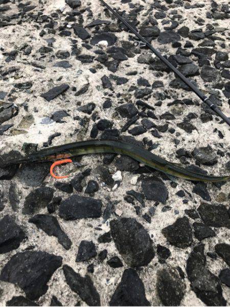 ライトな五目釣り