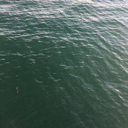 カマサーでゲット！