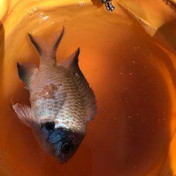 子供と盆休み釣行