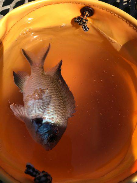 子供と盆休み釣行