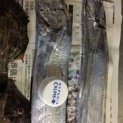 カワハギからの太刀魚