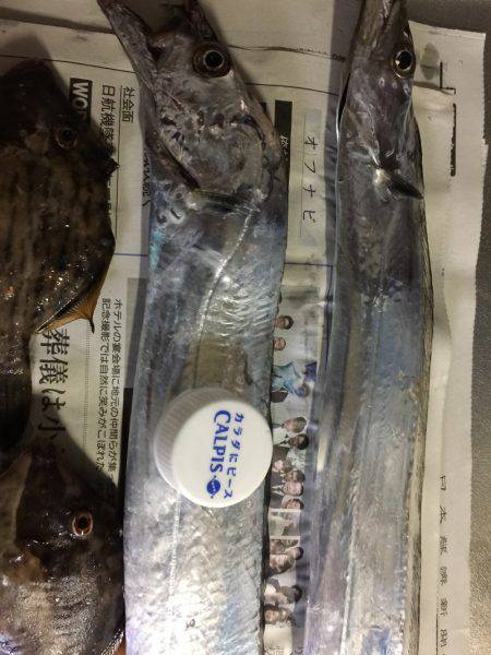 カワハギからの太刀魚