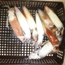 和歌山イカメタル