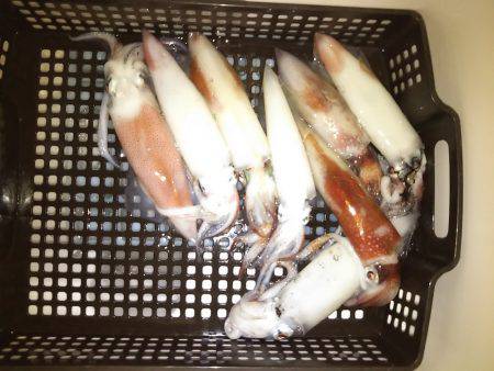 和歌山イカメタル