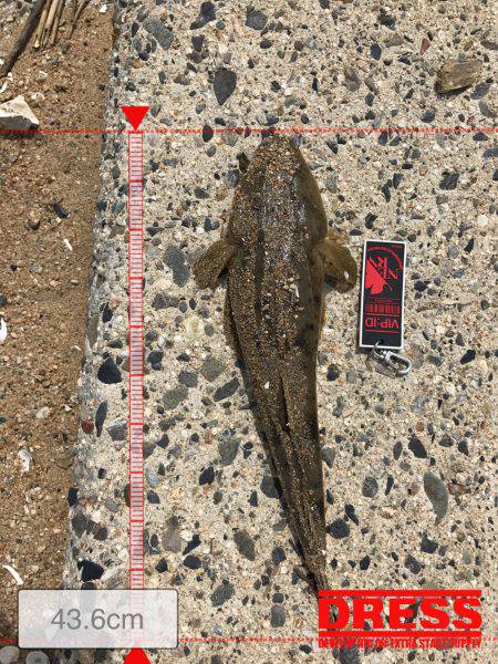 楠サーフDAY下げ