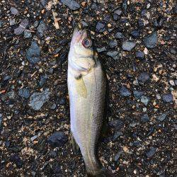 鉛針の仕掛けで。