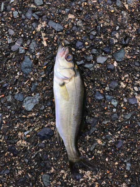 鉛針の仕掛けで。