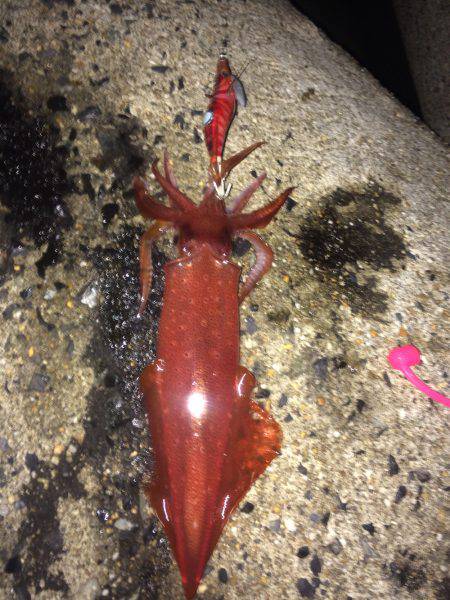 ケンサキフィーバー＆マメアジング