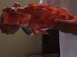 鯛ラバデビュー