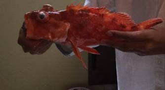 鯛ラバデビュー