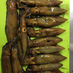 ケンサキ釣れた