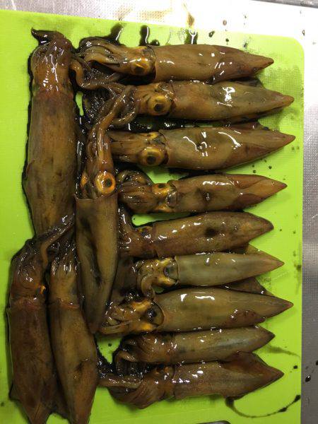 ケンサキ釣れた