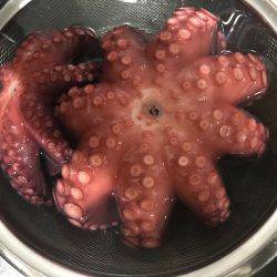 タコ釣り  明石  阪本丸