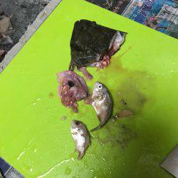 サビキでフラットフィッシュ